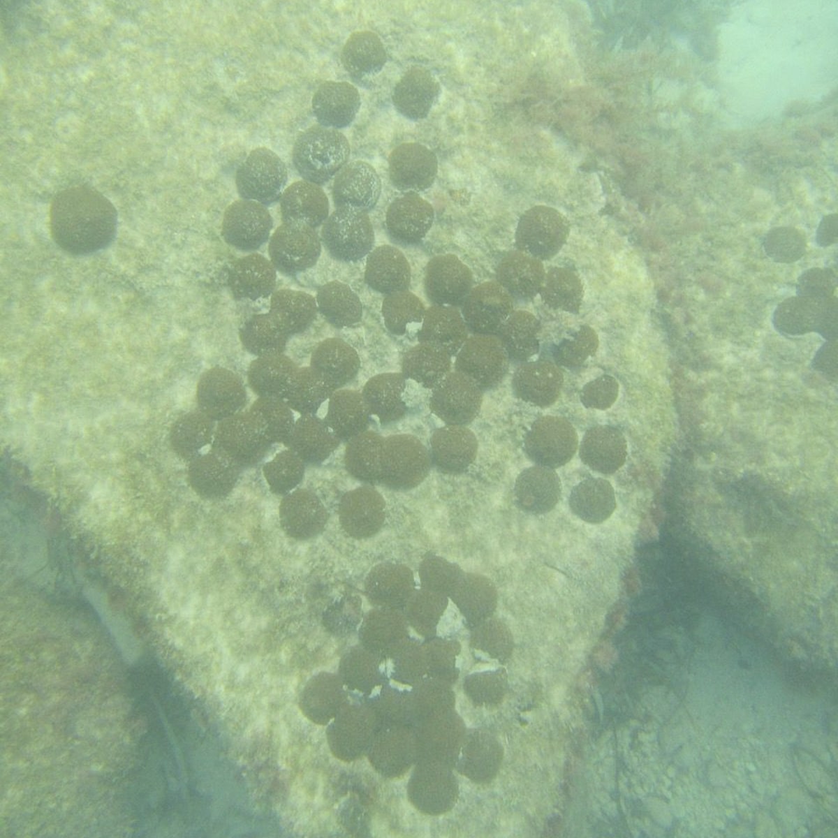 coral restoration