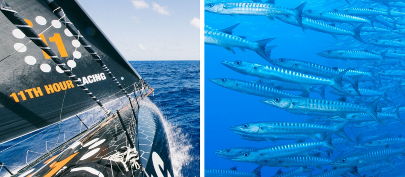 Biomimicry Baracuda Skin Opwf3xfdkawpxvc3z4yazkrao6r8twvexd1k98ulrg
