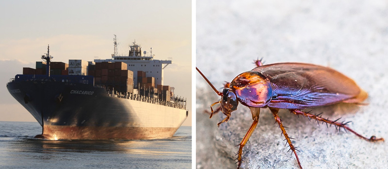Cockroach Biomimicry Cargo Ships Opwf3vjp6mu5aneua451ul8dhf0ieiny93qlaoxe3w